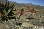 Echte Aloe (Aloe vera)