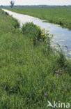 Echte koekoeksbloem (Lychnis flos-cuculi)