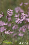 Ragged-Robin (Lychnis flos-cuculi)