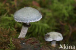 Verdigris Toadstool (Psilocybe aeruginosa)