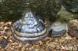 Echte tonderzwam (Fomes fomentarius)