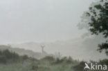 Red Deer (Cervus elaphus)