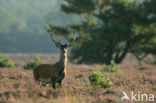 Red Deer (Cervus elaphus)
