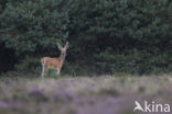 Red Deer (Cervus elaphus)