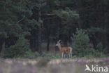 Red Deer (Cervus elaphus)