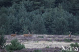 Red Deer (Cervus elaphus)