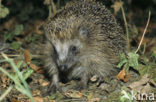 Hedgehog (Erinaceus europaeus)