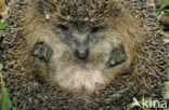 Hedgehog (Erinaceus europaeus)