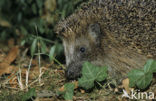 Hedgehog (Erinaceus europaeus)