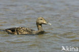Eider (Somateria mollissima)