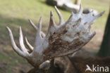 Elk (Alces alces)