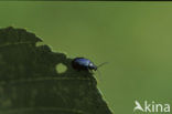 alder leaf beetle (Agelastica alni)