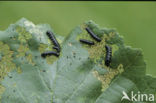 alder leaf beetle (Agelastica alni)
