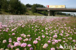 Thrift seapink (Armeria maritima)