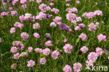 Engels gras (Armeria maritima) 