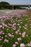 Engels gras (Armeria maritima) 