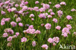 Engels gras (Armeria maritima) 