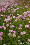 Engels gras (Armeria maritima) 