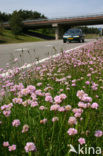 Engels gras (Armeria maritima) 