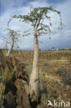 Bottle tree (Pachypodium lealii)