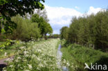 Fluitekruid (Anthriscus sylvestris)