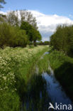 Cow Parsley (Anthriscus sylvestris)