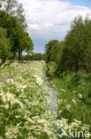 Cow Parsley (Anthriscus sylvestris)