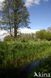 Cow Parsley (Anthriscus sylvestris)