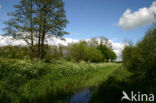 Cow Parsley (Anthriscus sylvestris)