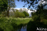 Cow Parsley (Anthriscus sylvestris)