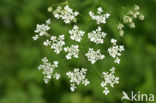 Cow Parsley (Anthriscus sylvestris)