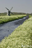 Cow Parsley (Anthriscus sylvestris)