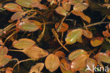 Pondweed (Potamogeton spec.)