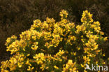 Gaspeldoorn (Ulex europaeus) 