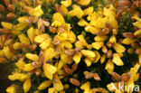 Gaspeldoorn (Ulex europaeus) 