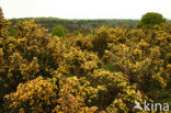 Gaspeldoorn (Ulex europaeus) 