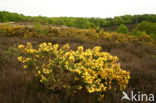 Gaspeldoorn (Ulex europaeus) 