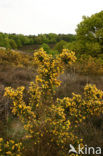 Gaspeldoorn (Ulex europaeus) 