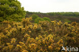 Gaspeldoorn (Ulex europaeus) 