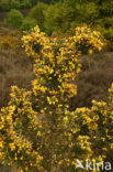 Gaspeldoorn (Ulex europaeus) 