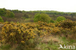 Gaspeldoorn (Ulex europaeus) 