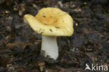 Geelwitte russula (Russula ochroleuca)