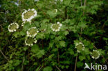 Gelderse roos (Viburnum opulus)