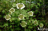 Gelderse roos (Viburnum opulus)