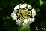 Guelder Rose