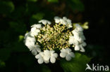 Guelder Rose