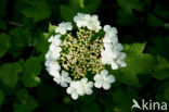 Guelder Rose