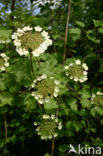 Guelder Rose