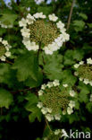 Gelderse roos (Viburnum opulus)