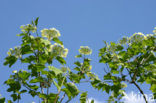 Gelderse roos (Viburnum opulus)